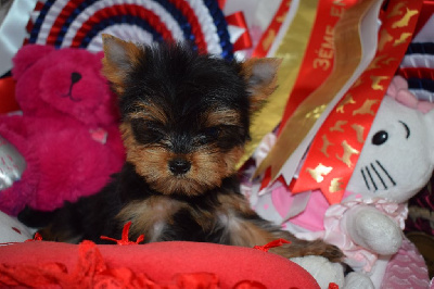 Les chiots de Yorkshire Terrier