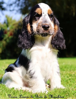 Les chiots de Cocker Spaniel Anglais