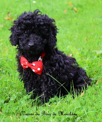 Les chiots de Caniche