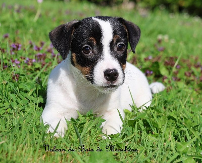 Les chiots de Jack Russell Terrier