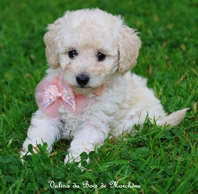 Les chiots de Caniche