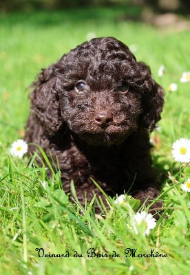 Les chiots de Caniche