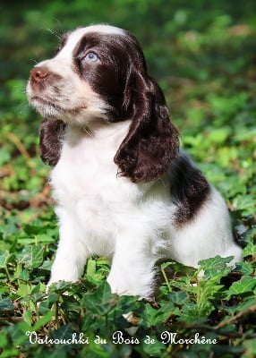 Vatrouchki - Cocker Spaniel Anglais