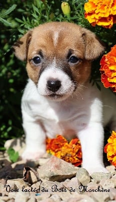 Les chiots de Jack Russell Terrier