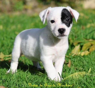 Les chiots de Jack Russell Terrier