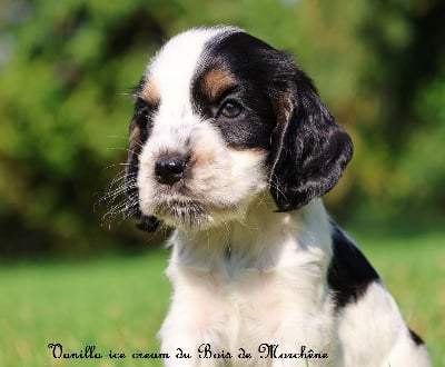 Vanilla ice cream - Cocker Spaniel Anglais