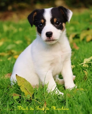 Les chiots de Jack Russell Terrier