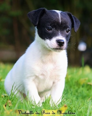 Les chiots de Jack Russell Terrier