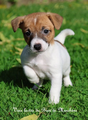 Les chiots de Jack Russell Terrier