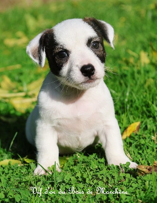 Les chiots de Jack Russell Terrier