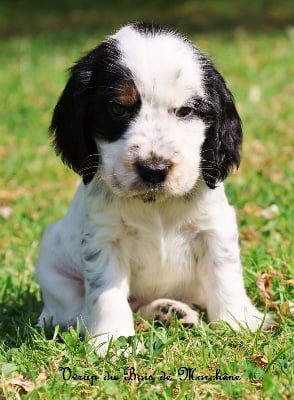 Les chiots de Cocker Spaniel Anglais