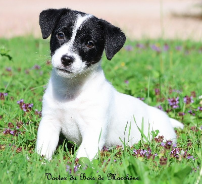 Les chiots de Jack Russell Terrier