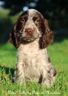 Les chiots de Cocker Spaniel Anglais