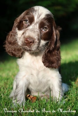 Les chiots de Cocker Spaniel Anglais