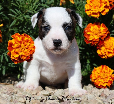 Les chiots de Jack Russell Terrier