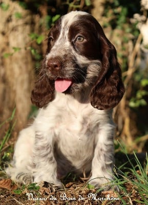 Les chiots de Cocker Spaniel Anglais