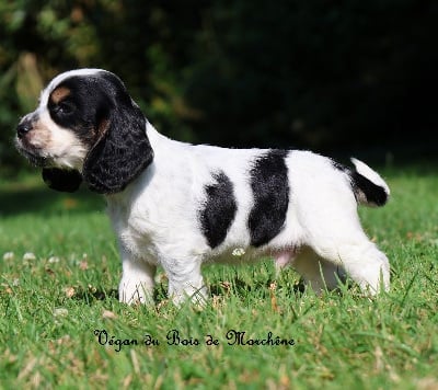 Les chiots de Cocker Spaniel Anglais