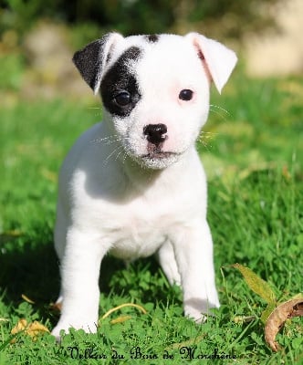 Les chiots de Jack Russell Terrier