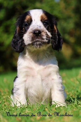 Les chiots de Cocker Spaniel Anglais