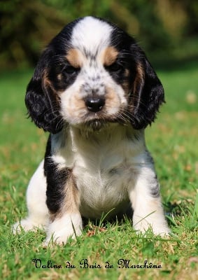 Les chiots de Cocker Spaniel Anglais