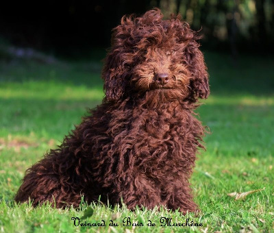 Les chiots de Caniche