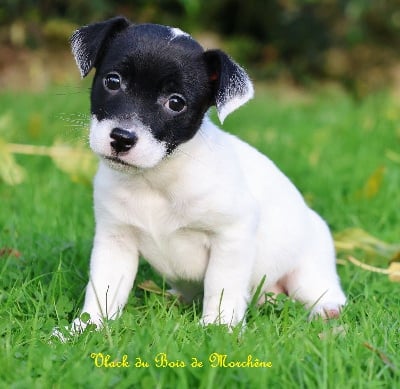 Les chiots de Jack Russell Terrier