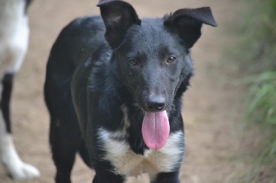 Les chiots de Border Collie