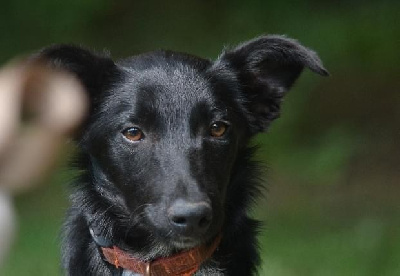 Les chiots de Border Collie