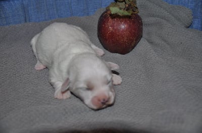 Les chiots de Coton de Tulear