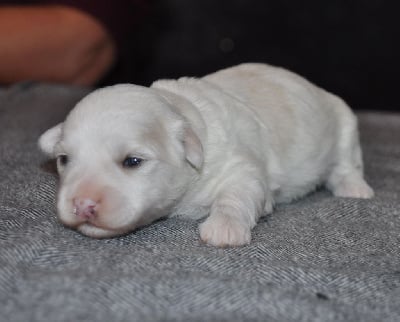 Les chiots de Coton de Tulear