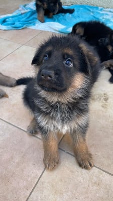 Les chiots de Berger Allemand