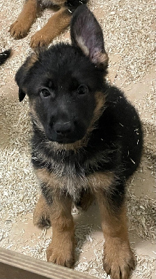 Les chiots de Berger Allemand