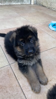 Les chiots de Berger Allemand