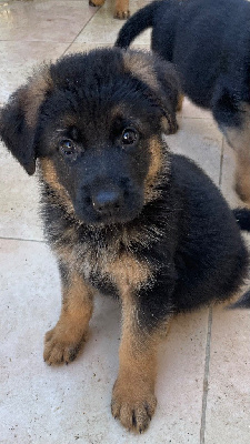 Les chiots de Berger Allemand