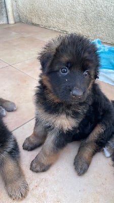 Les chiots de Berger Allemand