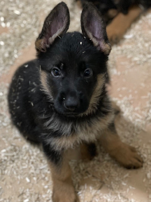 Les chiots de Berger Allemand