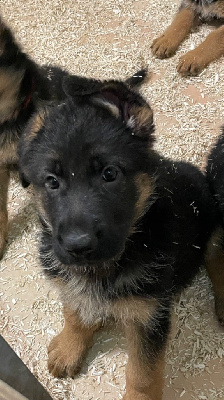 Les chiots de Berger Allemand