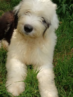 Les chiots de Bobtail