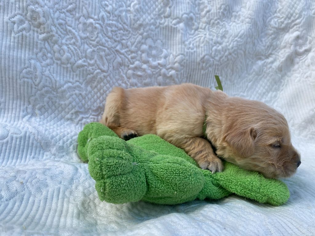 Collier Vert kaki - Golden Retriever