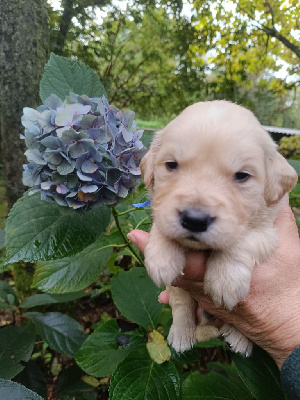 Les chiots de Golden Retriever