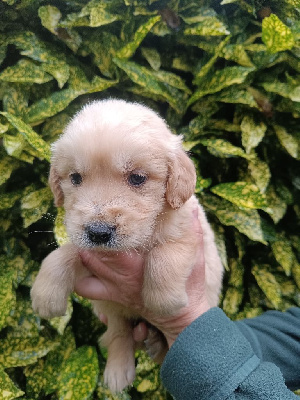 Les chiots de Golden Retriever