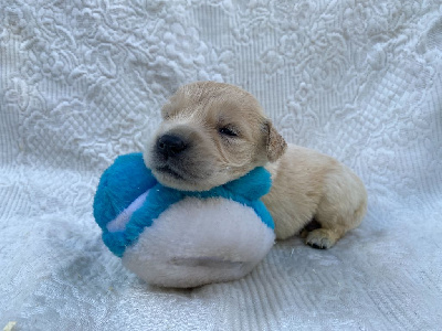 Les chiots de Golden Retriever