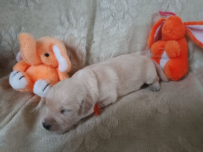 Les chiots de Golden Retriever