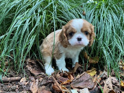 Les chiots de Cavalier King Charles Spaniel