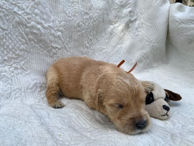 Les chiots de Golden Retriever