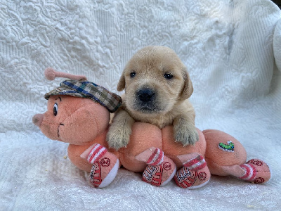 Les chiots de Golden Retriever