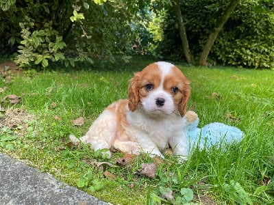 Collier Bleu ciel - Cavalier King Charles Spaniel