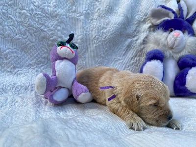 Collier Violet - Golden Retriever