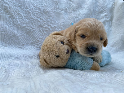 Les chiots de Golden Retriever