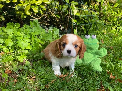 Les chiots de Cavalier King Charles Spaniel